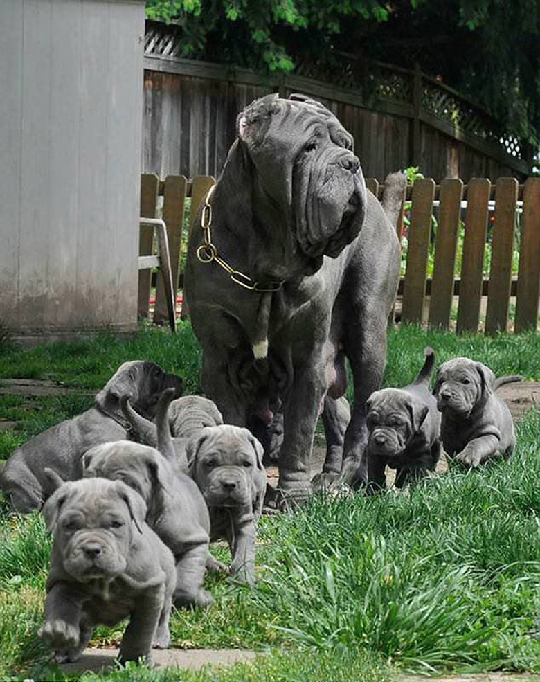 23 proud dog moms & dog dads posing for pictures with their puppies