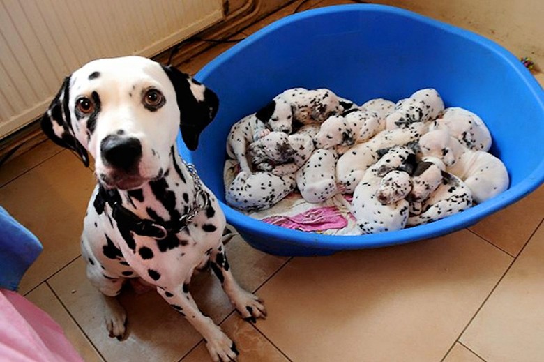 23 proud dog moms & dog dads posing for pictures with their puppies