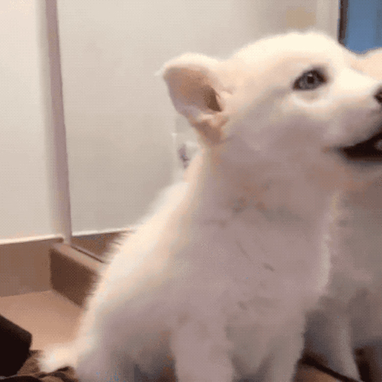 chubby puppy notices reflection in mirror