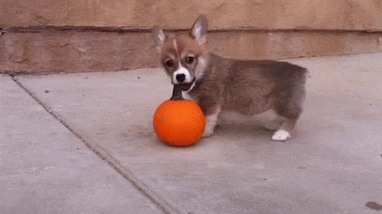 puppy excited about pumpkin