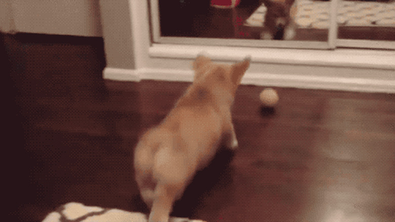 chubby puppy chases tennis ball