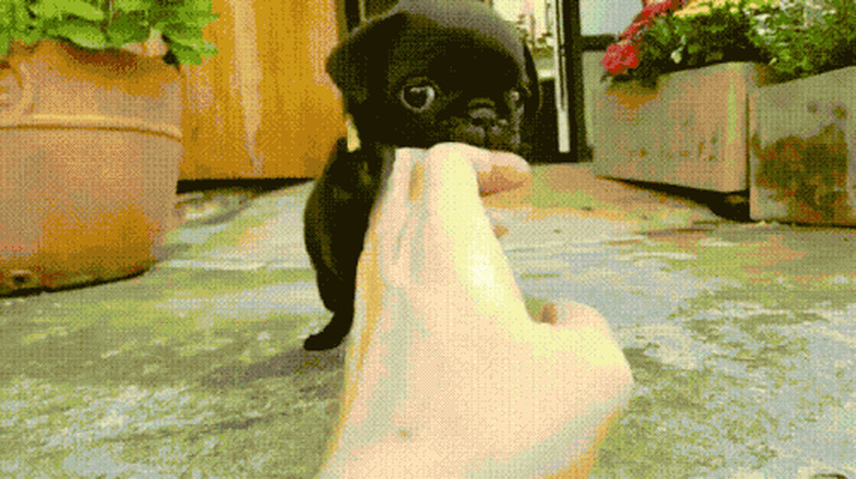 puppy boxing with the hand monster