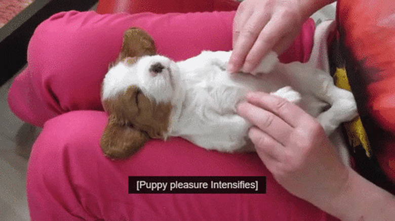 chubby puppy gets belly rub