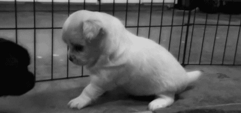 chubby puppy