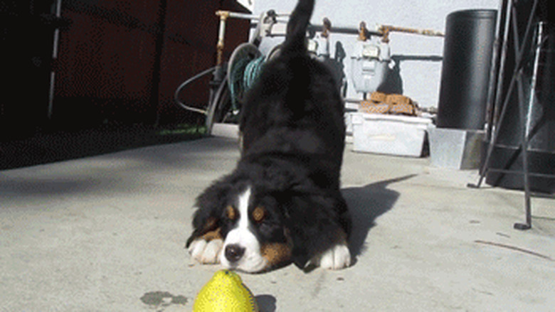 puppy excited about pear