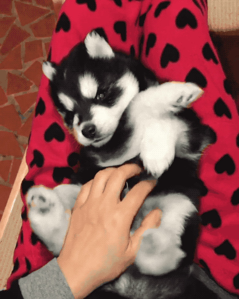 chubby puppy gets belly rub