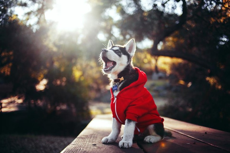 Puppy in red hoodie