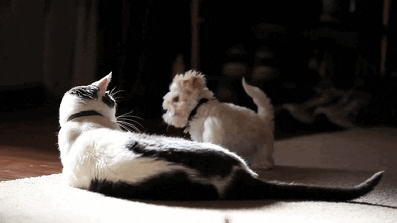 chubby puppy paws at cat