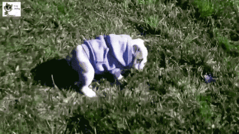 chubby puppy rolling down hill