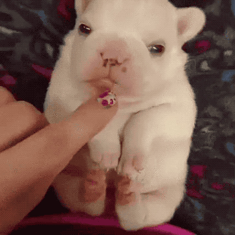 chubby puppy