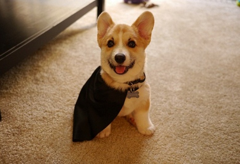 Corgi pup in a cape