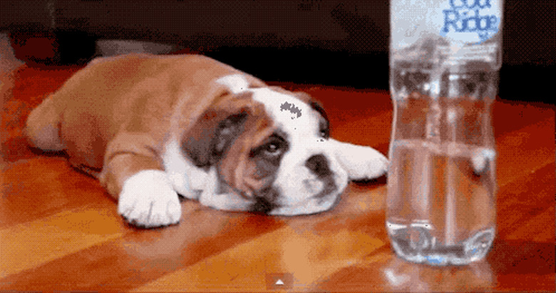 chubby puppy reacts to water bottle tipping over