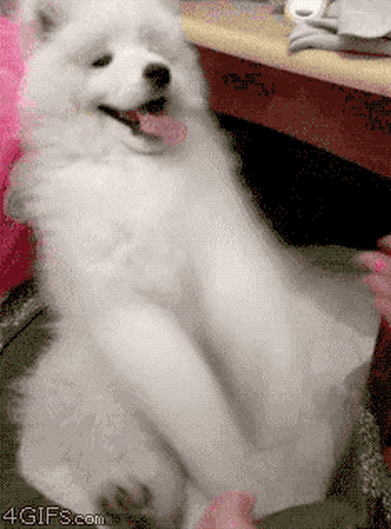 excited puppy shakes paws excitedly