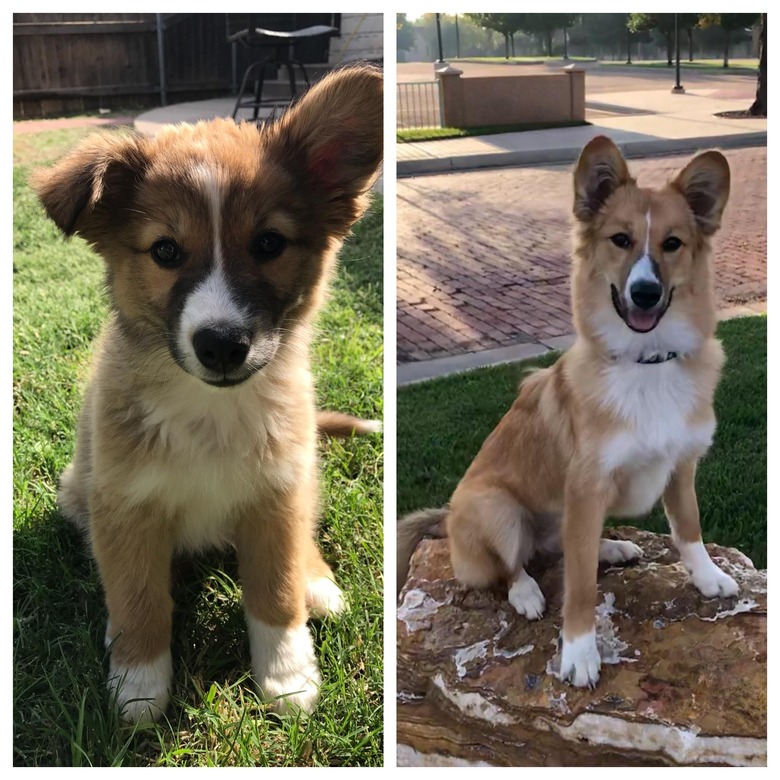 Side by side photos of dog as a puppy and dog as an adult.