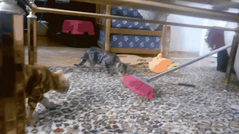 Startled cats with no chill losing their damn mind