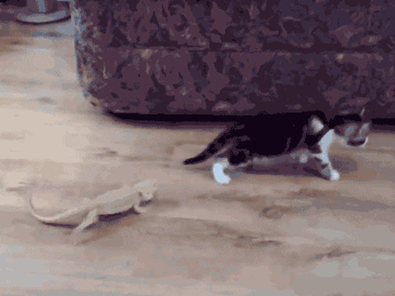 lizard surprises cat