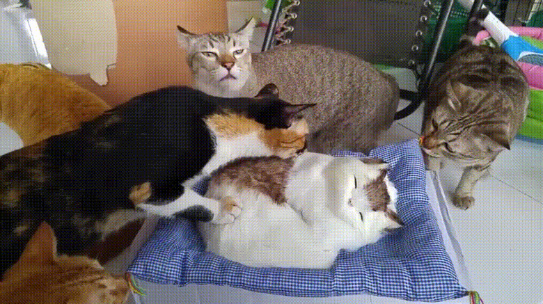 cats startled by fake cat doll