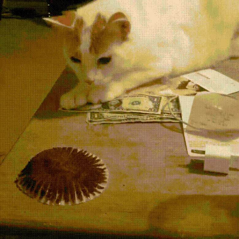 cat doesn't trust cupcake wrapper