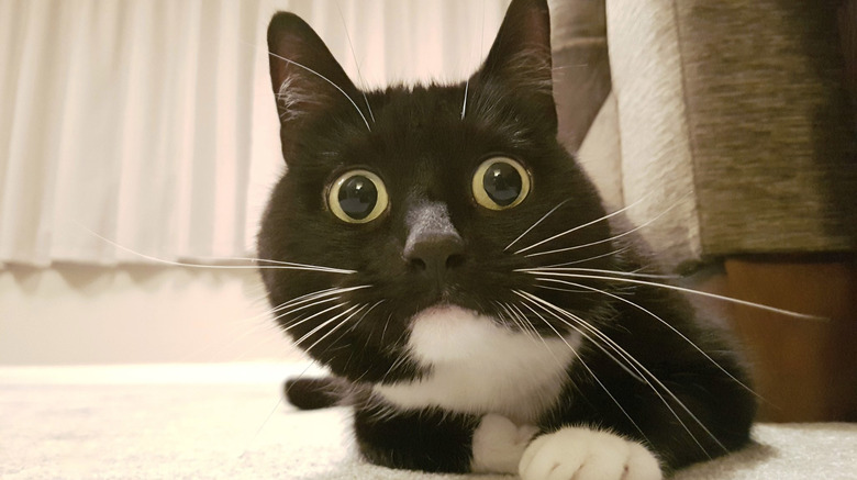 Startled cats losing their damn mind