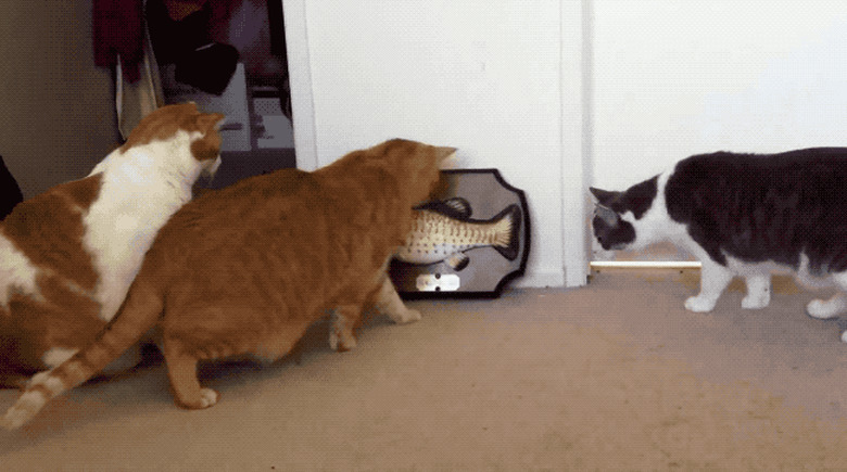 Startled cats with no chill losing their damn mind