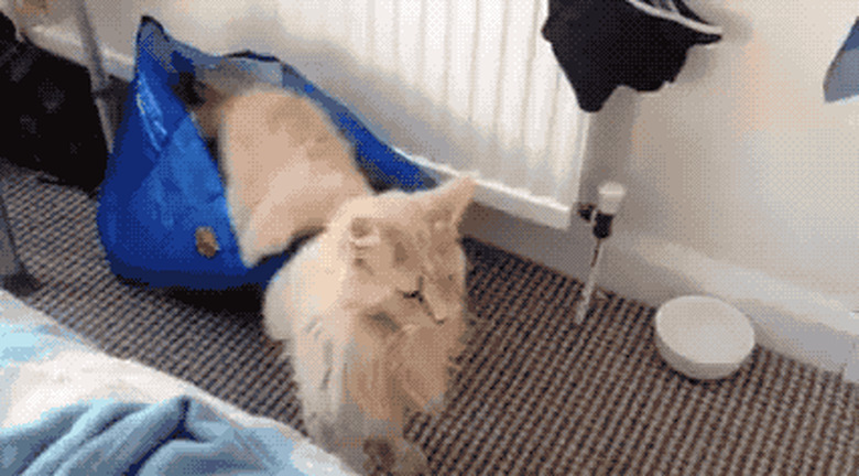 cat startled by ikea bag