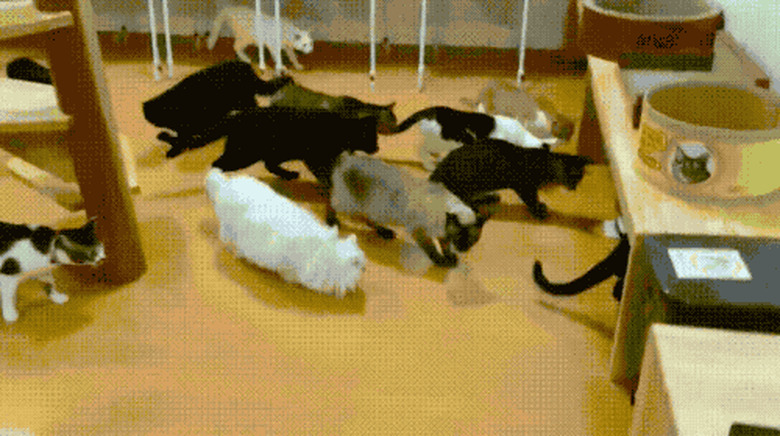 cats startled by roomba