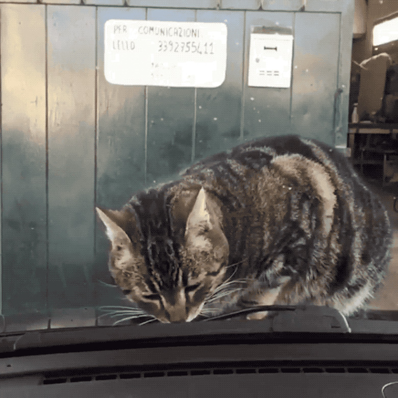 cat startled by windshield wiper