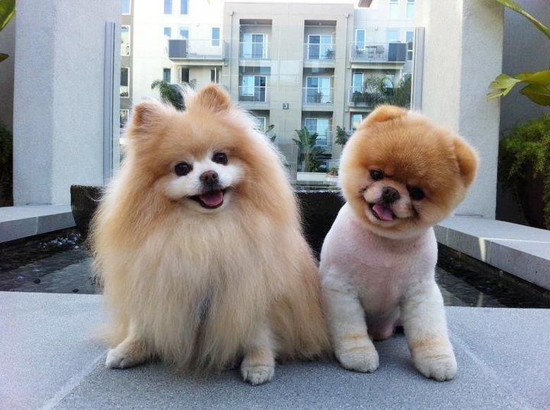 Dogs before and after hair cut