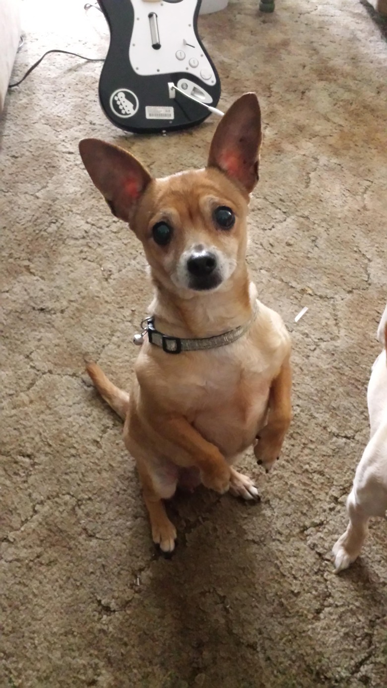 Little dog begging on hind legs