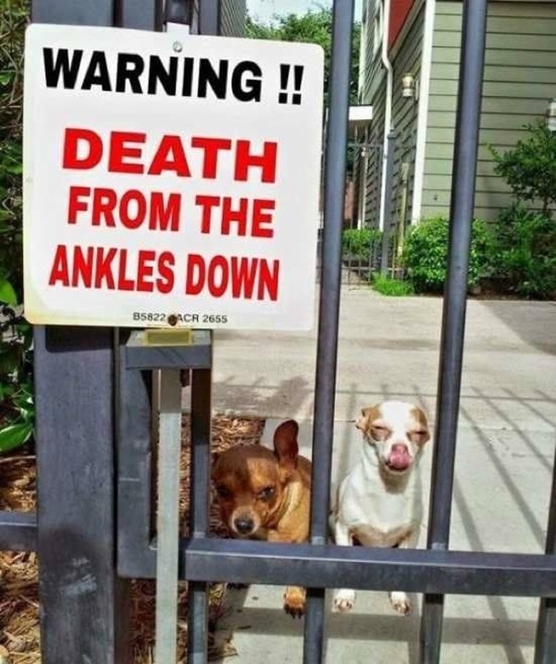 Chihuahuas next to Beware of Dog sign