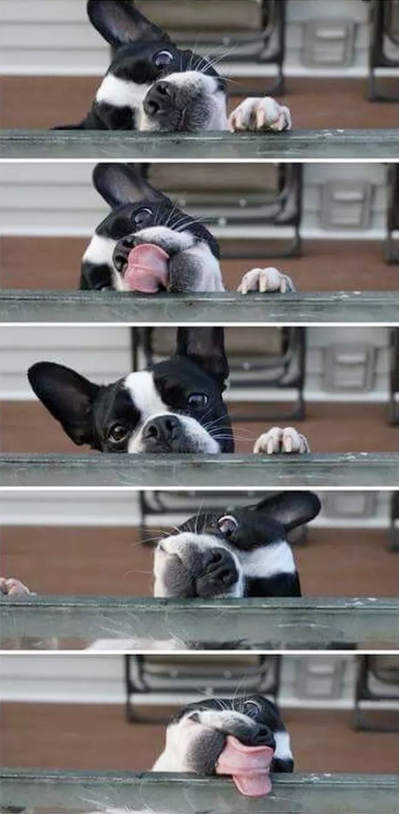 Dog trying to lick table