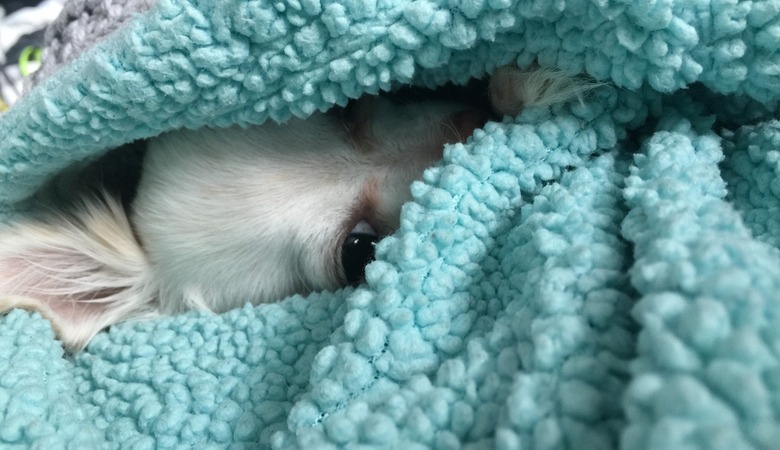 little dog hiding under blanket