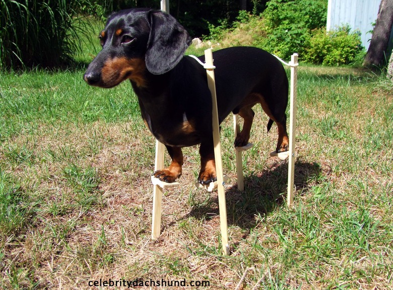 Dachshund on stilts