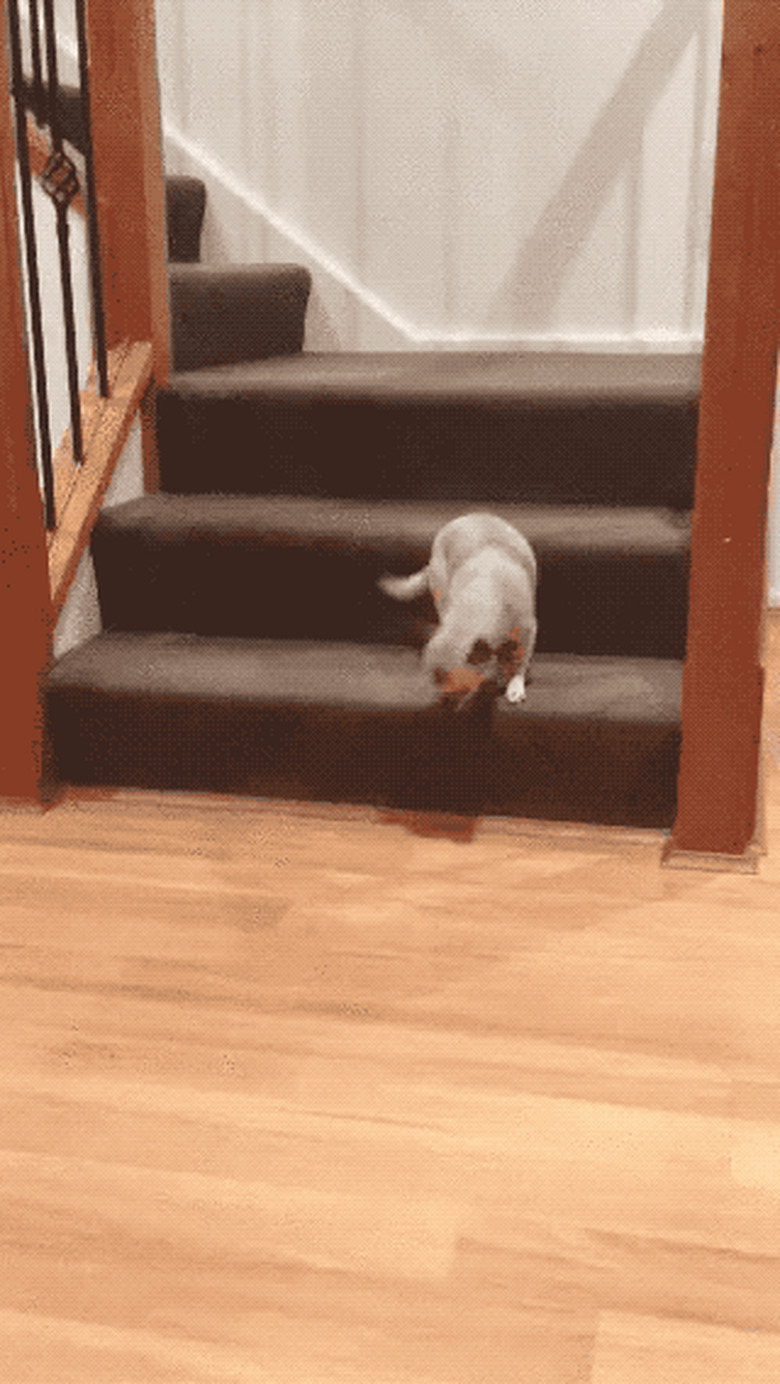 little dog think final stair is lava