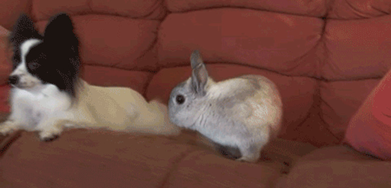 Little dog chased off couch by rabbit