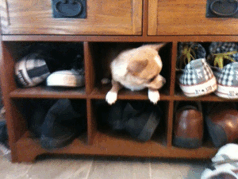 Dog in shoe cubby