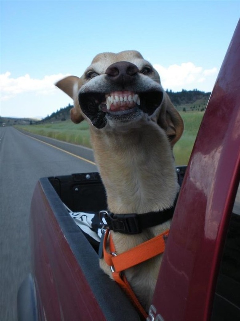 Wind pulls back dog's cheeks to show teeth.