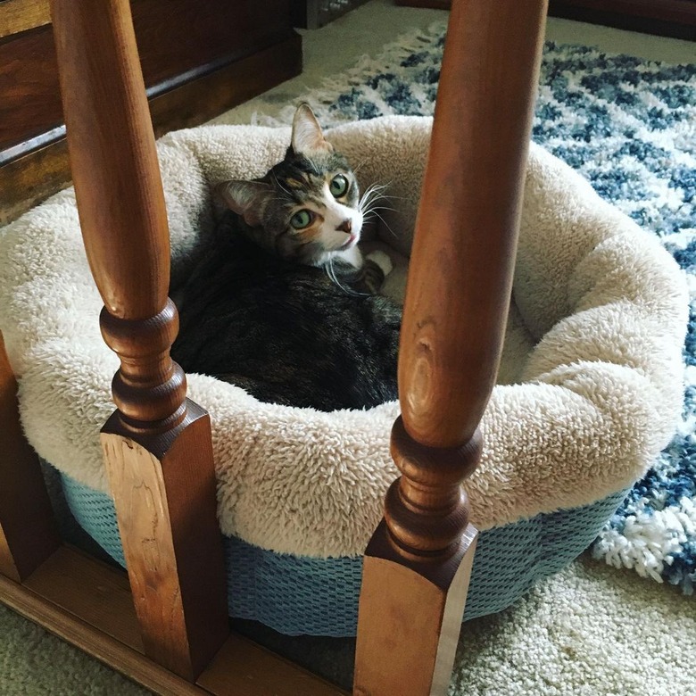 cat gets in cat bed