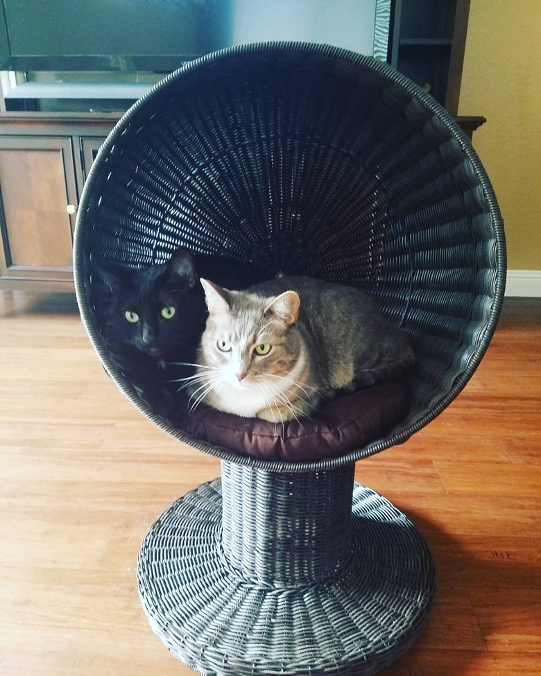 cats in cat chair