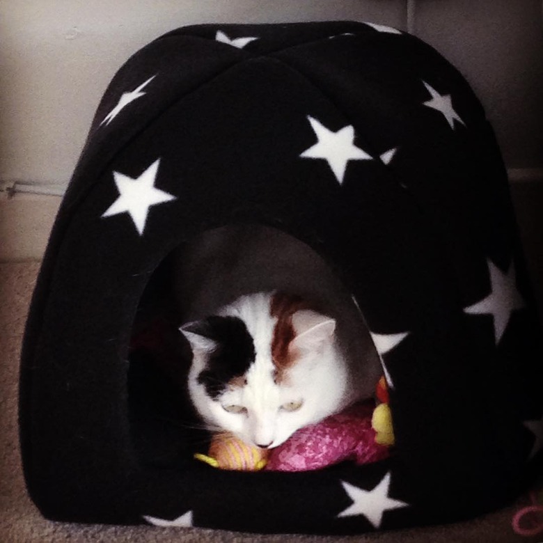 cat in cat cave