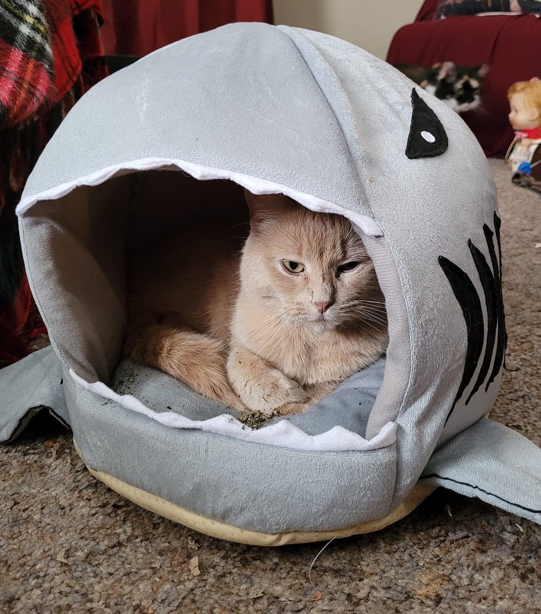 cat in shark-shaped cat bed