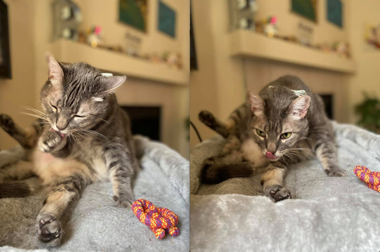 cat cleans self on cat bed