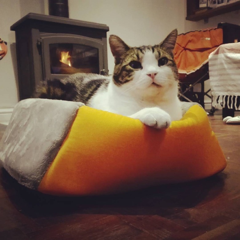 cat sleeps in cat bed