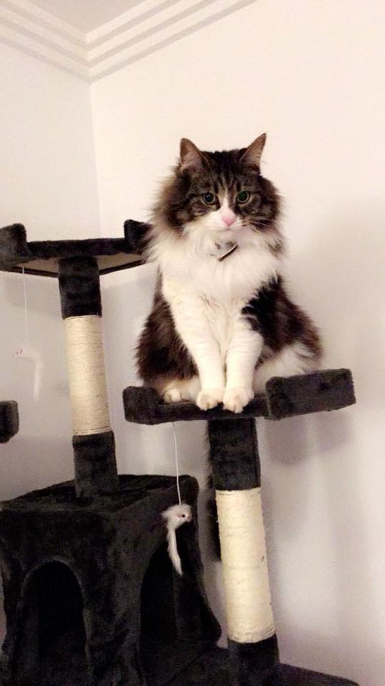 cat stands on cat tower