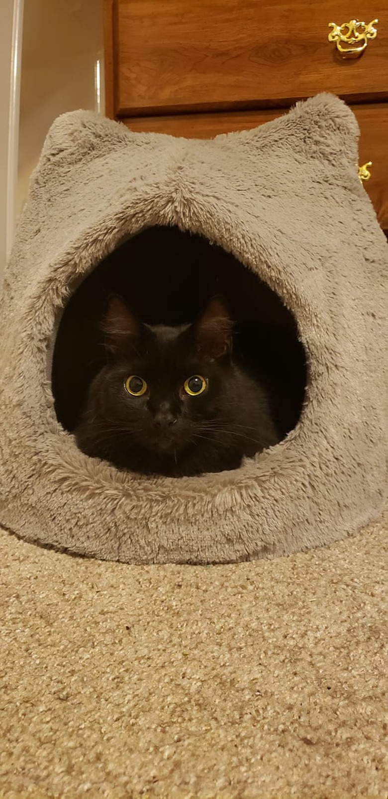 cat finally sleeps in cat bed