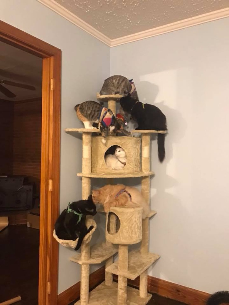 7 cats on cat tower