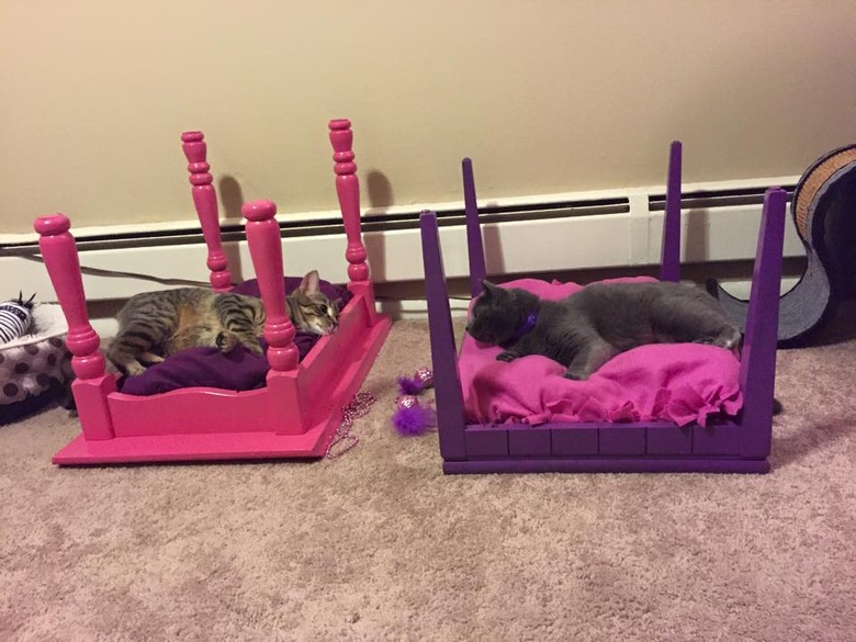 cats in homemade cat beds