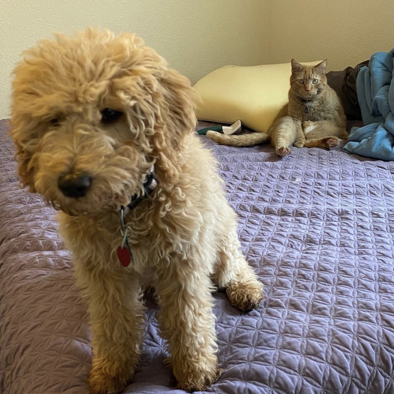 Fluffy puppy being stared down by angry fat cat