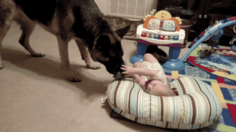 24 Lovable Dogs Who Are Amazing Babysitters