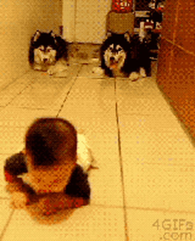 huskies mimic baby's crawling